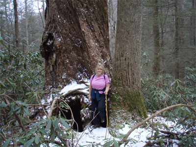 Mae Miles in front of another humongous old growth tree
