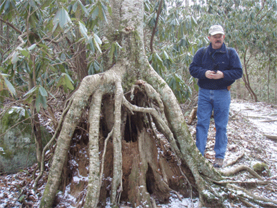 A tree growing on top of a tree stump being admired by Jim Runyan