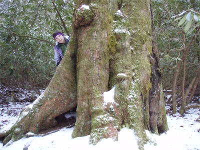 Brenda Harris hiding behind a gigantic old growth tree