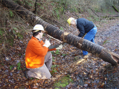 Cutting out a tree across the trail with a crosscut saw