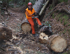 Large pine removed from Unicoi Turnpike Trail